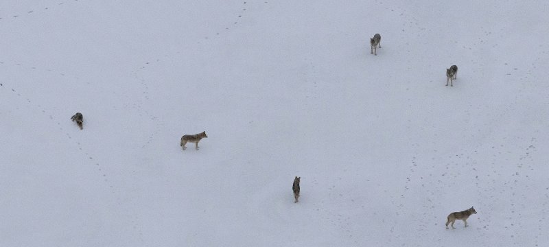 Six wolves pack up on Isle Royale National Park, site of Michigan Technological University's predator-prey study now in its 65th year.