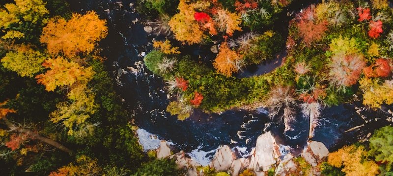 Drone view of forested stream.