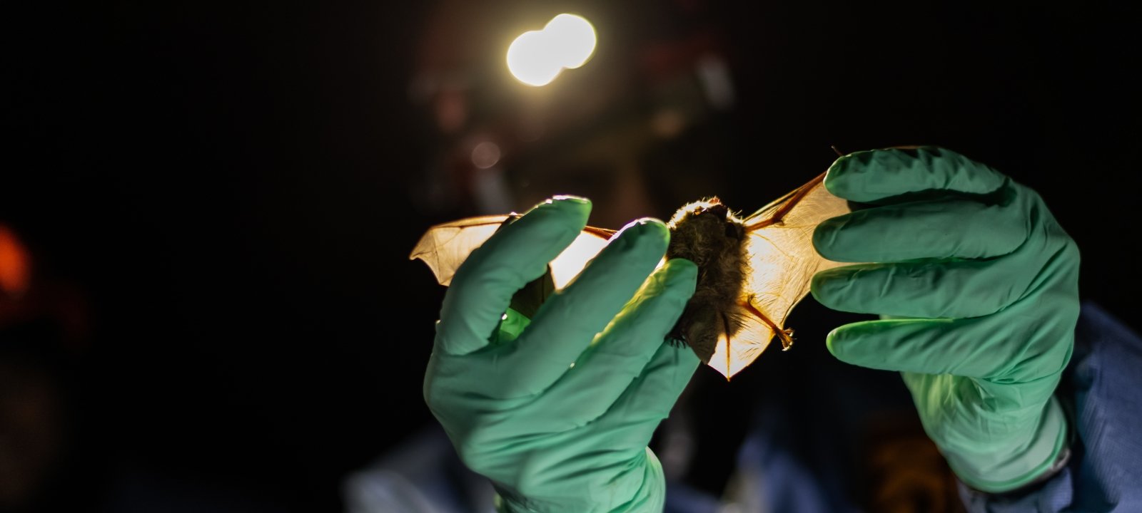 Inspecting a bat by headlight