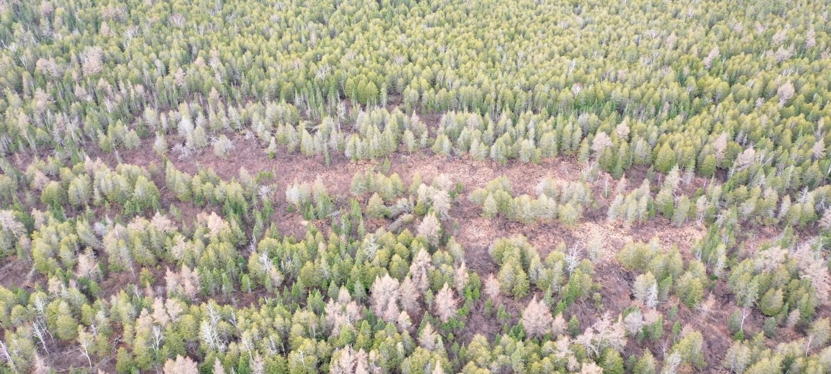 Overhead view of cedar forest