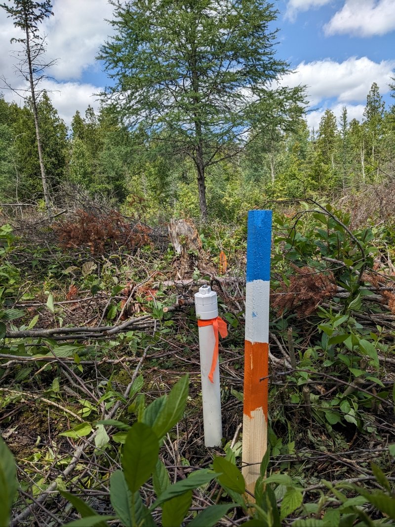 Monitoring well in forest