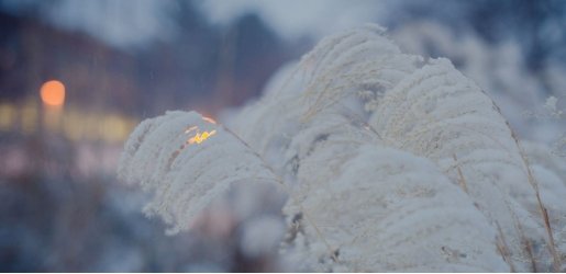 Photo of a fern covered with light snow, with blurred lights in the distance.