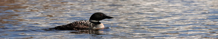 Loon on the water.