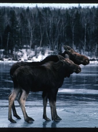 two moose standing on a frozen lake, not Karen Bacula