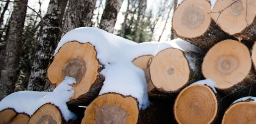 Snow covered logs.
