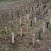 field decay stakes in place