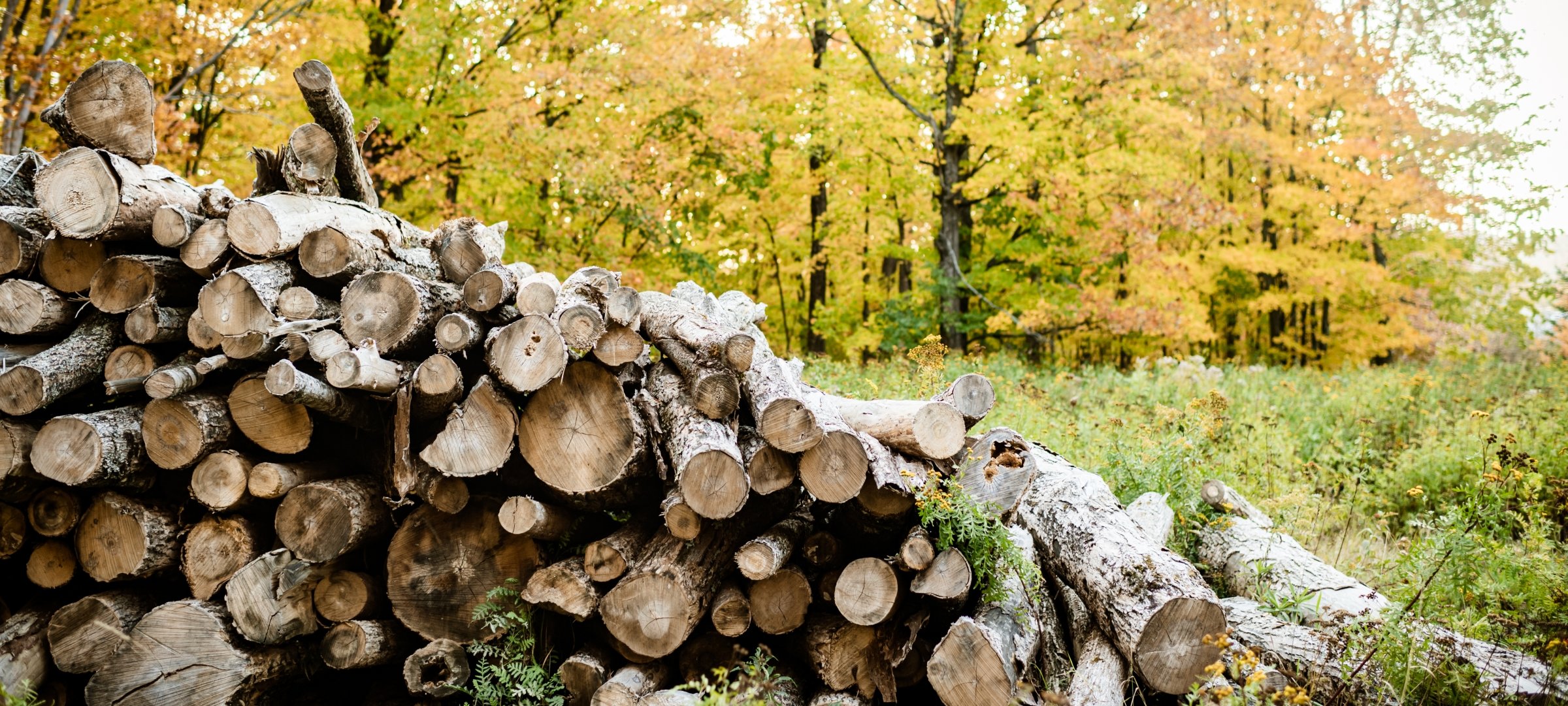 A pile of logs in a fall forest.