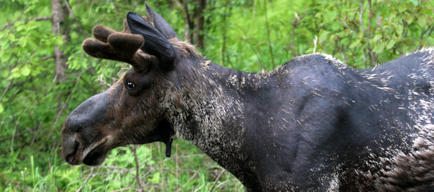 An Isle Royale moose standing in brush.