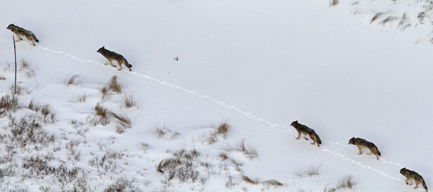 Wolves on Isle Royale