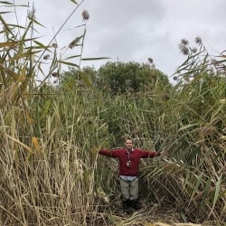 invasive phragmites with a person for reference