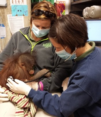 Doctor Erika Crook using a stethoscope on a baby orangutan.