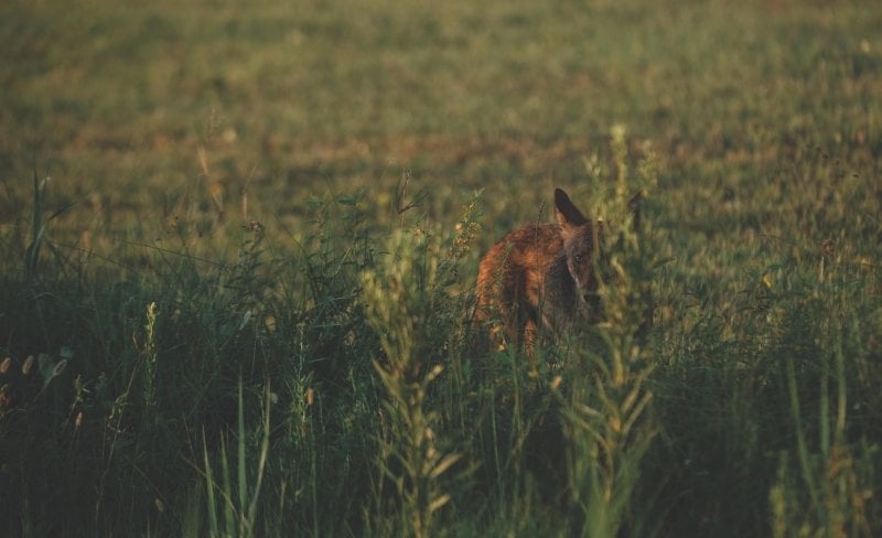 A wolf looking through tall grass.