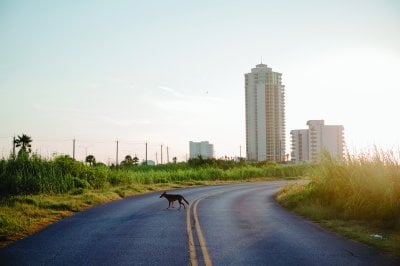 Wolf walking across a road with city buildings in the background.