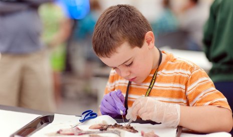 Child dissecting a fish.
