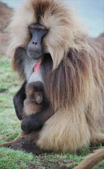 A male gelada clutches his infant.