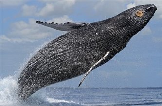 A humback whale breaching off Maui in the Hawaiian islands