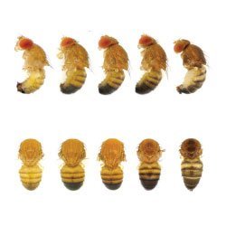 Male fruit fly bodies.