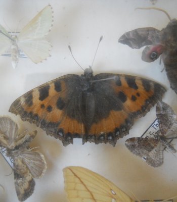 The small tortoiseshell butterfly (center) is the specimen Thomas Werner caught as a boy that spurred his lifelong chase and study of winged creatures. 