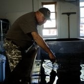 A man in camouflage pants and a baseball cap leans over a water tank in a fish hatchery.