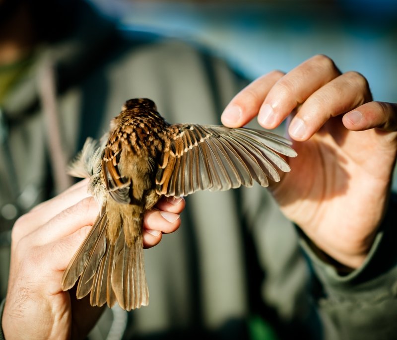 Bird with wing extended held in researcher's hands.