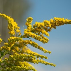 The yellow flowering top of a goldenrod plant glows in sunlight.