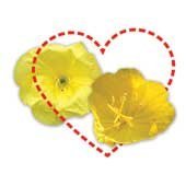 Two yellow flowers with a heart around them.