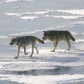 Two wolves waling in the snow.