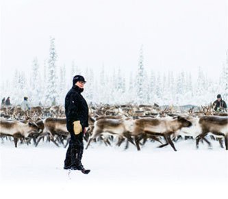 A Sámi herder in a winter reindeer corral near Jokkmokk, Sweden.