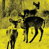 Yellow colored photo of three deer.