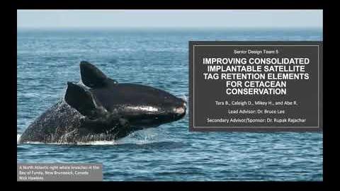 Preview image for 221: Improving Consolidated Implantable Satellite Tag Retention Elements for Cetacean Conservation video