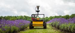 Lavender harvesting robot in between two rows of lavender plants.