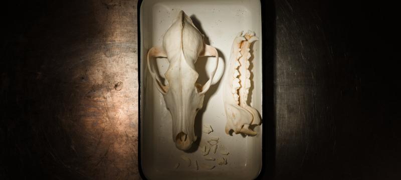 Wolf skull, jawbones, and teeth on a tray.
