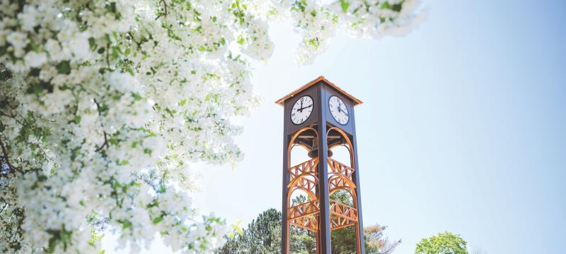The clock tower on campus with white blossoms in the foreground.