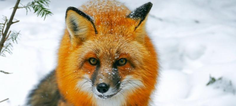 A red fox stares intently at the camera on Isle Royale National Park in the snow in an image captured by Michigan Tech researcher Sarah Hoy.