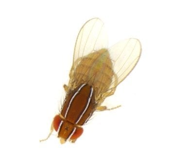 Fruit flies come in many stripes and colors, this Zaprionus indianus is from Rochester, New York and prefers banana traps. 