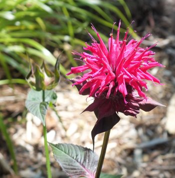 Monarda fistulosa, common name Bergamot or bee balm, in the west sector of the garden.