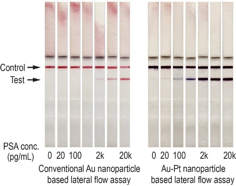 Nano test strip Gold nanoparticles appear red on test strips; the high-sensitivity mode developed by Xia's team is much darker on the test strip and shows a two-magnitude increase in sensitivity.