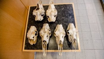 moose skulls on a table