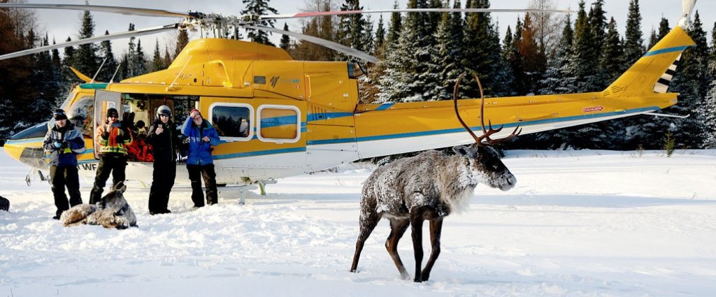Crew members watch as a caribou is released on the Slate Islands off Ontario’s North Shore of Lake Superior over the weekend of Jan. 13-15, 2018. Seven caribou were moved over the weekend off Michipicoten Island in hopes some of the herd will survive. Credit: Ontario Ministry of Natural Resources and Forestry via Forum News Service