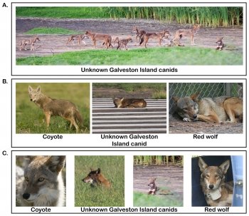 Composite image of eight photographs of coyotes, unknown Galveston Island canid and red wolves.