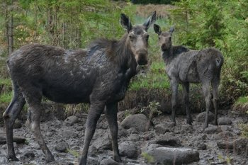 Adult moose cow with her calf surrounded by forest greenery