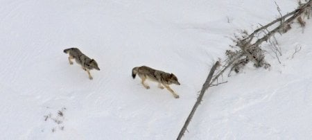 The male wolf of the native pair died in October 2019 and this year's Winter Study will document new social structures on the island. Credit: Rolf Peterson