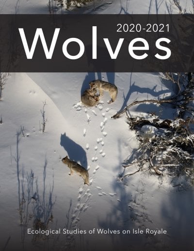 The cover of the Isle Royale Winter Study 2021 report, which depicts one wolf lying bedded in the snow while two more stand nearby. The title reads "Wolves" and the subtitle reads "Ecological Studies of Wolves on Isle Royale."