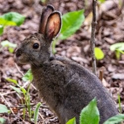 A hare in spring on Isle Royale.