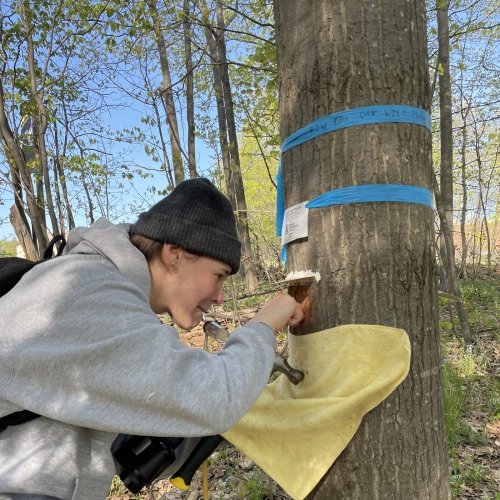A student works on a section of oak tree to collect sap beetles for further study of the fatal wilting disease the insects spread.