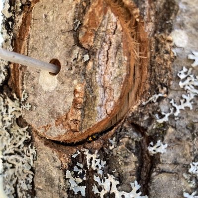 An artificial wound in an oak tree created to monitor for wilt-disease-carrying sap beetles as researchers study how to prevent the spread of the fatal tree disease.