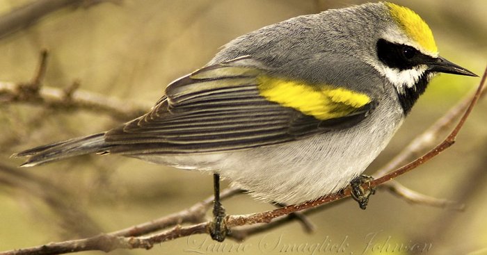 Golden-winged warbler Golden-winged warbler. Photo by Laurie S. Johnson
