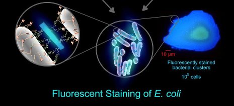 Flourescent E Coli