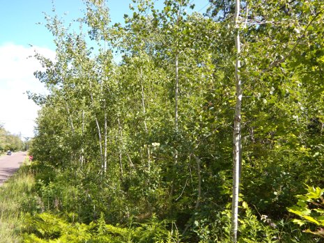 Poplars, such as these aspens near Michigan Tech, could one day be a sustainable source of biofuel.