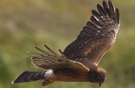 Northern Harrier Northern Harrier